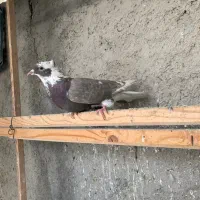 ۵ عدد کفتر سالم|پرنده|گلستان (تهران), |دیوار