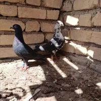 کفتر پلاکی سینه سفید