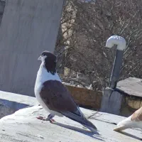 جفت اصفهانی|پرنده|خرمآباد, |دیوار