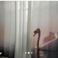 پرده اتاق|پرده، رانر، رومیزی|سلماس, |دیوار