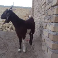 بز ماده جوان|حیوانات مزرعه|همدان, |دیوار