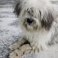 سگ یافت شده