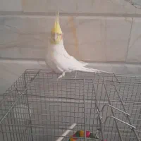 عروس هلندی سخنگو