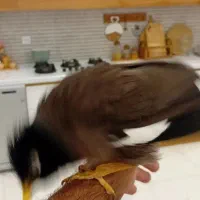 میناسخن گو|پرنده|مهران (ایلام), |دیوار