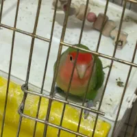 طوطی برزیلی|پرنده|سنندج, |دیوار