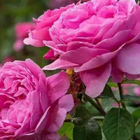 درخت گل محمدی با ریشه پر چند ساله|گل و گیاه طبیعی|برزک, |دیوار