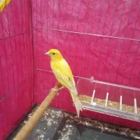 قناری زرد جوانه