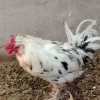 دو عدد خروس گلین چهل تاچ