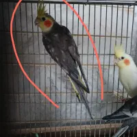 عروس هلندی نر معاوضه با ماده