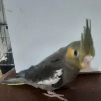 عروس هلندی|پرنده|فردیس, شهرک ناز|دیوار