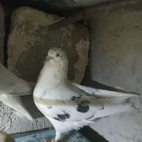 کبوتر|پرنده|ایرانشهر, |دیوار