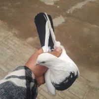 سه عدد کبوتر خوشگل