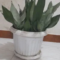 سانسوریا مهتابی دو عدد پر از پاجوش