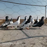 کبوتر رنگی به شرط همه چی|پرنده|اقبالیه, |دیوار