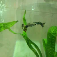 ماهی کپی|ماهی|تبریز, |دیوار