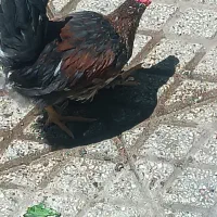 جوجه خروس گلین