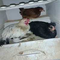 مرغتخم گزار و خروس|حیوانات مزرعه|جنت, |دیوار