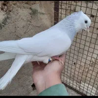 یک عدد کبوتر طوقی