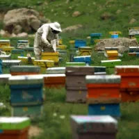 کندو عسل برای فروش