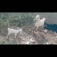 بز دورگ پاکستانی