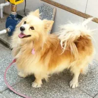 پامرانین روباهی|سگ|زرند, |دیوار