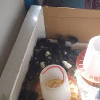 جوجه آمروک ومینیاتوری