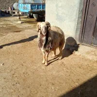 قوچ لای سه شیره|حیوانات مزرعه|کوهدشت, |دیوار