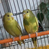 فروش یک جفت مرغ عشق جوان