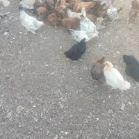 تعداد ۸۰ مرغ محلی تخم گذار