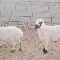 ستا بره ویک کهره ودوتا میش|حیوانات مزرعه|بیرجند, |دیوار