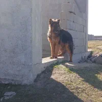 سگ ژرمن اصل نر