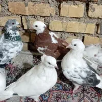 ۶عدد کبوتر.پروندنی|پرنده|شادگان, |دیوار