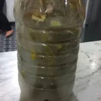 خیار شور|خوردنی و آشامیدنی|رشت, سلیمانداراب|دیوار