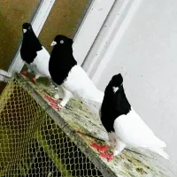 کله سیاه واکسی