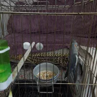 جفت عروس زیبا|پرنده|سیرجان, |دیوار