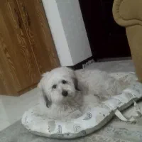 واگذاری سگ بسیار اروم تربیت شده