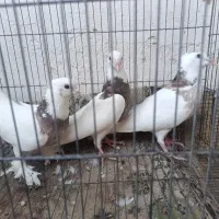 کفتر طوقی