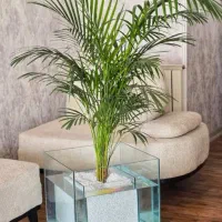 فروش گل و گیاه آپارتمانی زهک