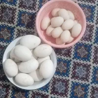 تخم نطفه دار قوغاز و تخم مرغ نطفه دار