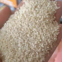 نیم دانه چمپا میداوود