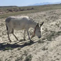 الاغ ماده گله ای