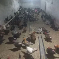 مرغ تخمگذار