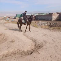 اسب نریون ۳ ساله