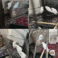 کوتوله البینو مولد