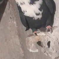 کبوتر|پرنده|سربیشه, |دیوار