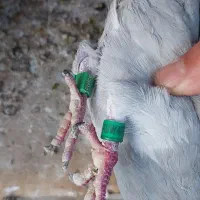 پلاکی فروشی