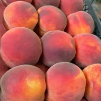 نهال فروشی علی همراهی|خدمات باغبانی و درختکاری|یزد, |دیوار