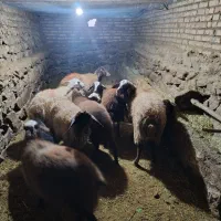 گوسفند ماده