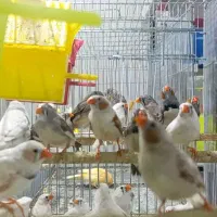 انواع پرنده گرینچیک، خورشیدی، عروس، قناری، فنچ|پرنده|بیرجند, |دیوار