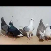 کبوتر|پرنده|بم, |دیوار